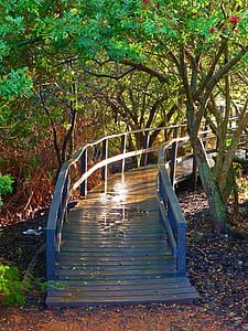 empty wooden pathway between tress thumbnail