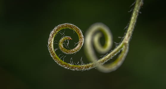 selective focus photography of green plant thumbnail