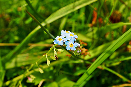 Do Not Forget About Me, Blue Flower thumbnail