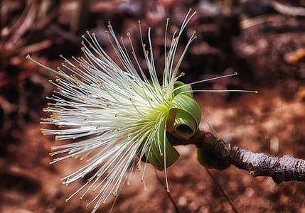 white and green flower thumbnail