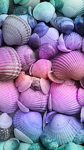 bunch of clamshells thumbnail