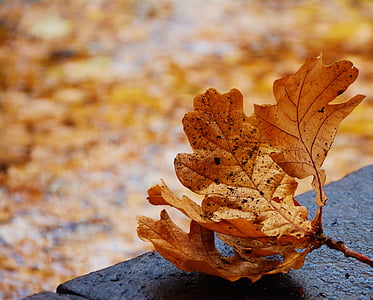 dried leaf on top of black surface thumbnail
