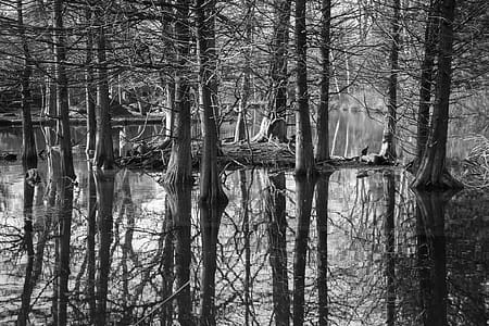 Gray Scale Photography of Trees Surrounded by Body of Water thumbnail