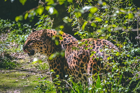 brown and black leopard near bush thumbnail