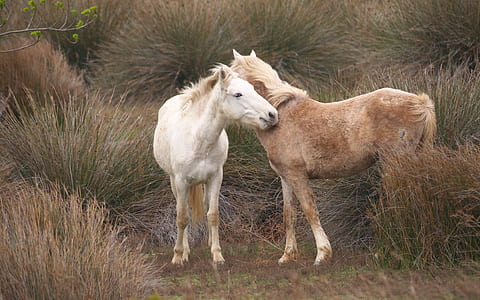 two brown and white horse on grass field at daytime thumbnail
