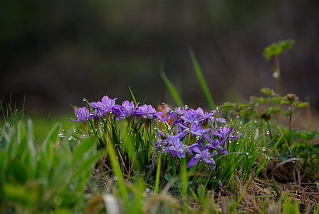 purple petaled flowers on green grass thumbnail