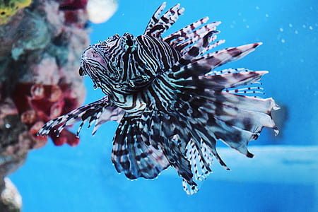 white and black lion fish thumbnail