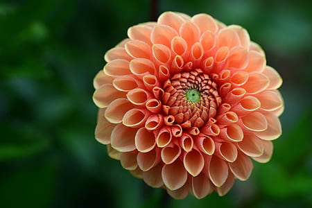selective focus photography of pink petaled flowers thumbnail