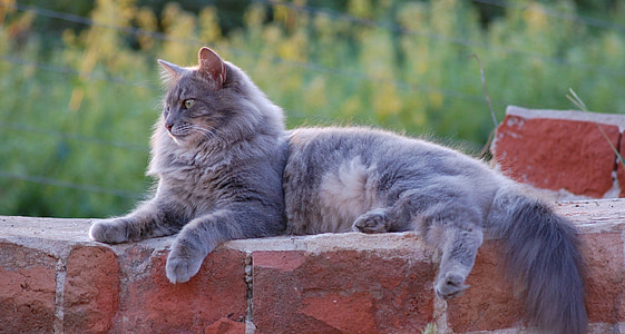 shallow focus photography of gray Persian cat thumbnail