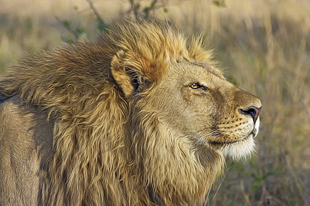 Lion Standing on Brown Bushes thumbnail
