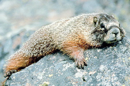 Marmot on the Mountain in Grand Tetons National Park, Wyoming thumbnail