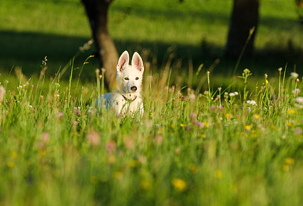 white German shepherd puppy on grass field thumbnail