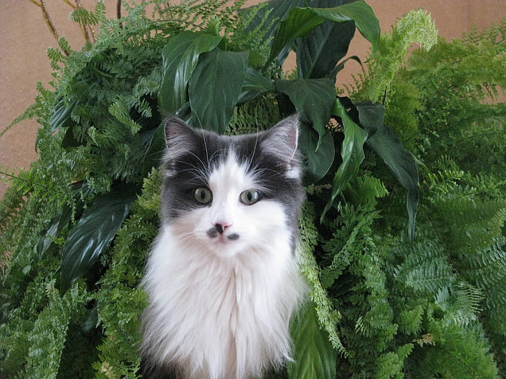 white and gray cat in leafed plant