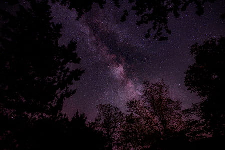 silhouette of trees under starry sky thumbnail