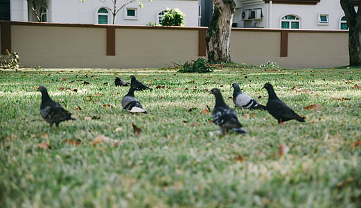 pigeons on grass field thumbnail