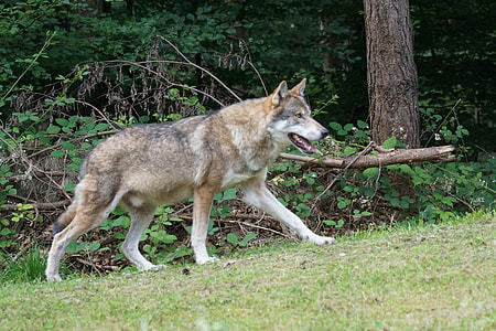 brown and white wolf standing near tree thumbnail