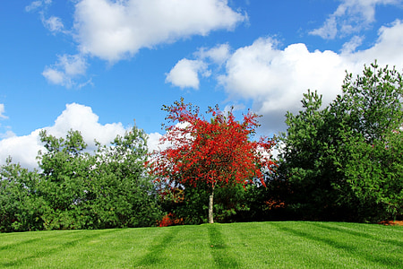 red leafed trees under cloudy sky thumbnail