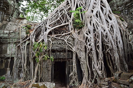 ruins with tree roots thumbnail