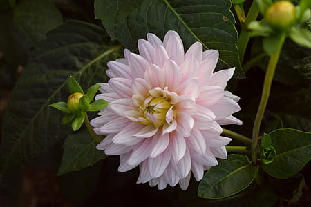 selective focus photography of white petaled flower thumbnail
