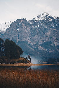 brown trees near body of water thumbnail