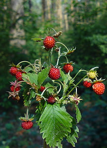 close-up photo of red fruit thumbnail