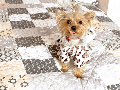 brown Yorkshire terrier on bed thumbnail