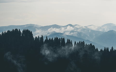 tree under white clouds and blue sky during daytime thumbnail