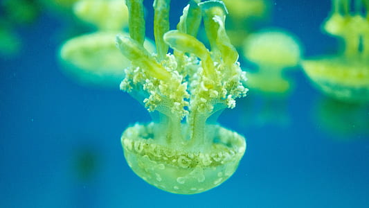 underwater photography of green jellyfish thumbnail