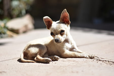 brown Chihuahua puppy lying down outdoor thumbnail