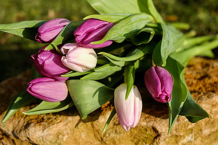 pink tulips with green leaves thumbnail