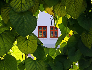 green plant during daytime thumbnail
