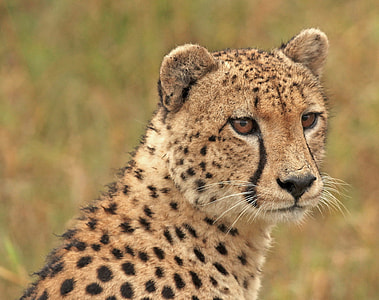 brown and black Cheetah thumbnail