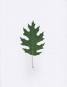 closeup photo of green leaf thumbnail