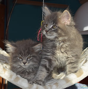 two gray cats on hammock thumbnail
