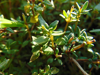 shallow focus photo of green plants thumbnail