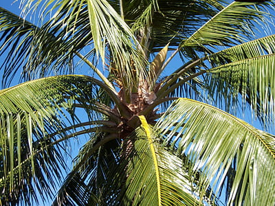 green palm tree thumbnail