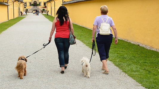 two women walking with brown and white Maltese outdoor thumbnail