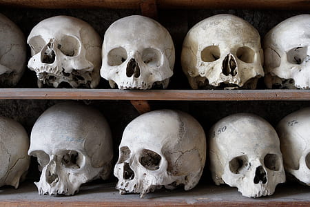 white human skull decors on wooden shelf thumbnail