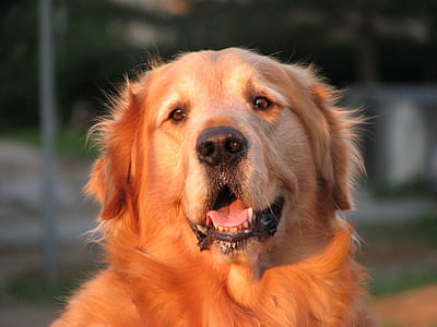 brown dog thumbnail