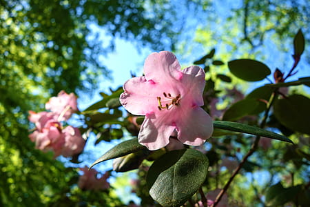 close-up photo of pink petaled floers thumbnail