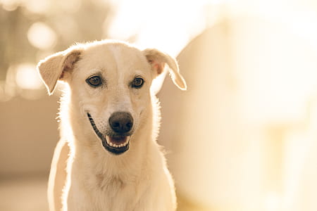 short-coated yellow dog thumbnail