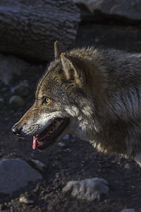 grey and black wolf thumbnail
