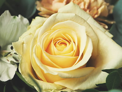 garden, flower, rose, flora thumbnail