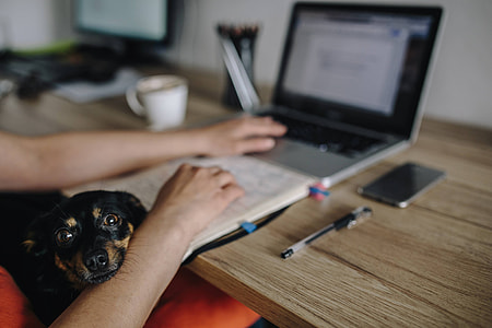 Woman working on her laptop with her dog thumbnail