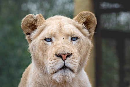 closeup photo of lioness thumbnail