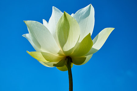 low angle photography of white lotus flower thumbnail