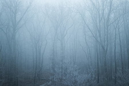 bare trees during foggy season thumbnail