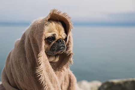 Wise Pug Thinking About The World Photo thumbnail