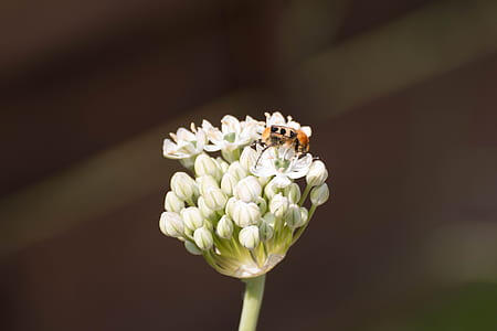 shallow focus photography of white milkweed flower thumbnail