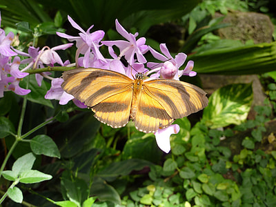 Butterfly, Insect thumbnail